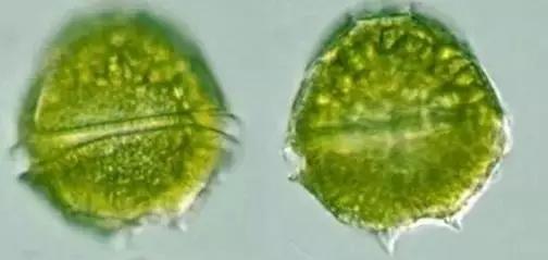 鱼类水产养殖需要哪些藻类,水产养殖显微镜下各种藻类