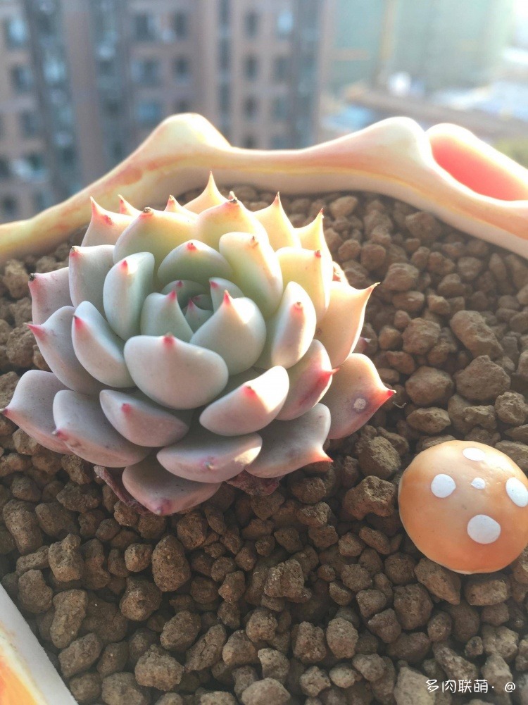 不管什么多肉都适合叶插吗,不管什么多肉都可以变老桩吗