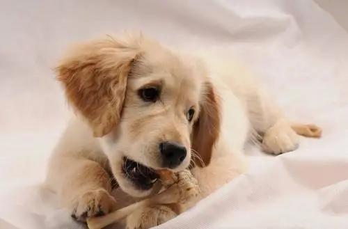 狗狗为何这么喜欢啃骨头又没肉,狗狗为什么都喜欢大骨头