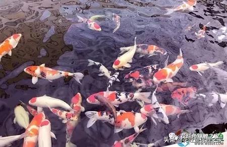 锦鲤快死了有什么补救方法,锦鲤死了该怎么处理