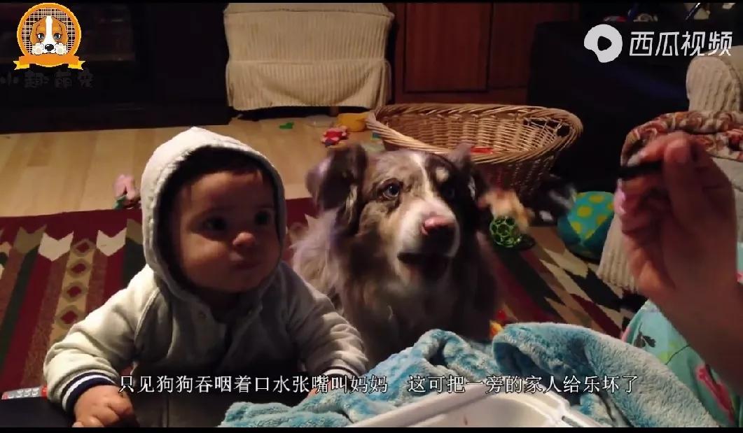 狗狗居然会喊妈妈,狗狗对主人不会叫只会嘤嘤嘤