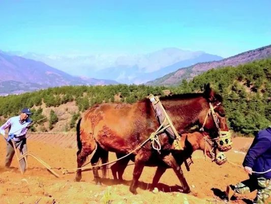 布谷飞飞劝早耕，舂锄扑扑趁春晴