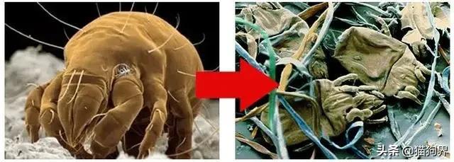 螨虫的小红疙瘩如何消退,家里有螨虫过敏者