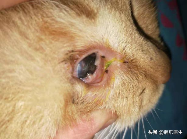 猫咪眼睛有分泌物怎么处理,猫咪眼部常见的疾病及日常护理