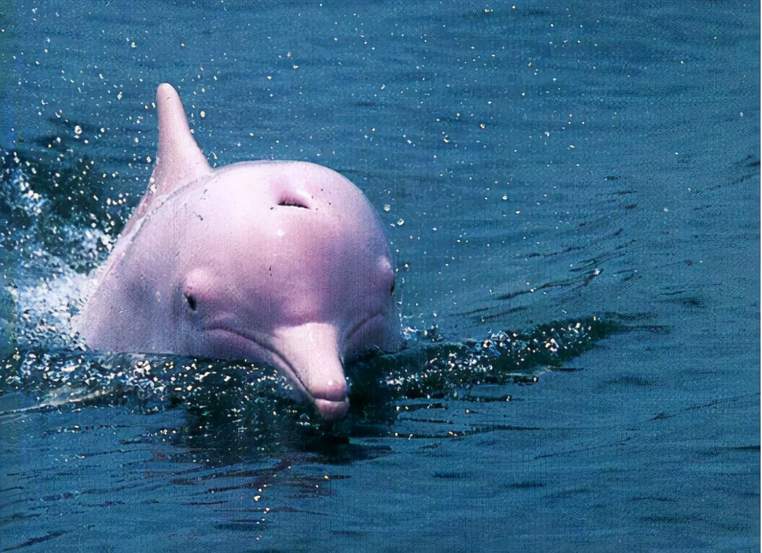 十大稀有美人鱼,中国十大不明生物美人鱼