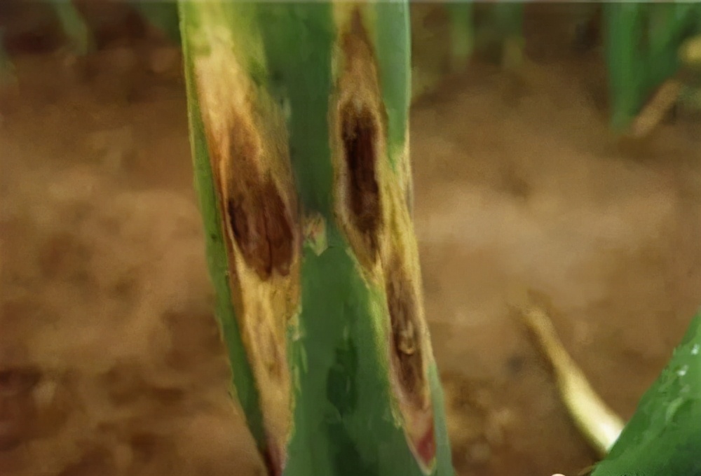 生物防治韭菜大葱病虫害,虫螨腈对大葱的病虫害防治