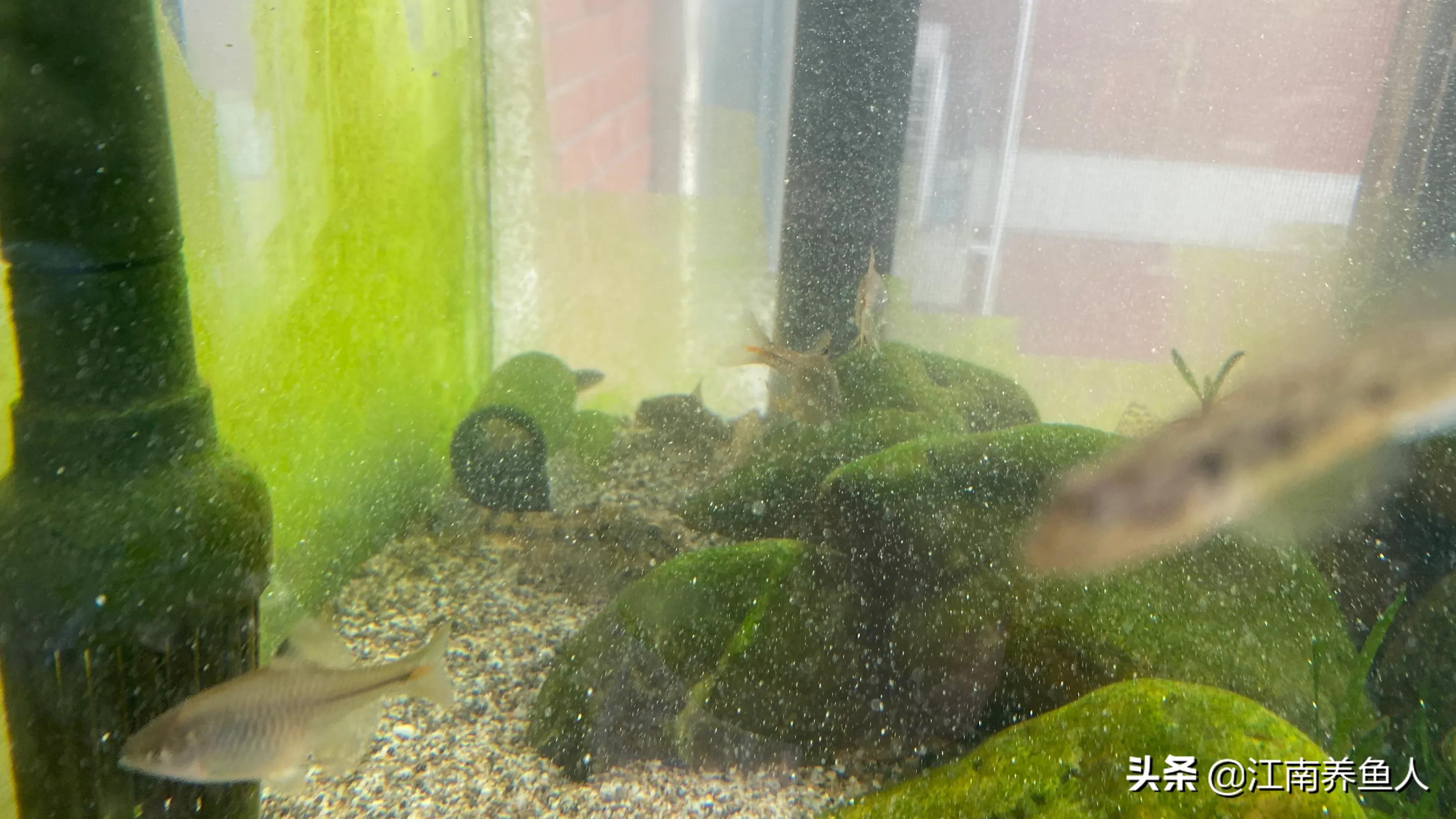 如何正确清理鱼缸里的藻类,鱼缸藻类的一些基础治疗方法