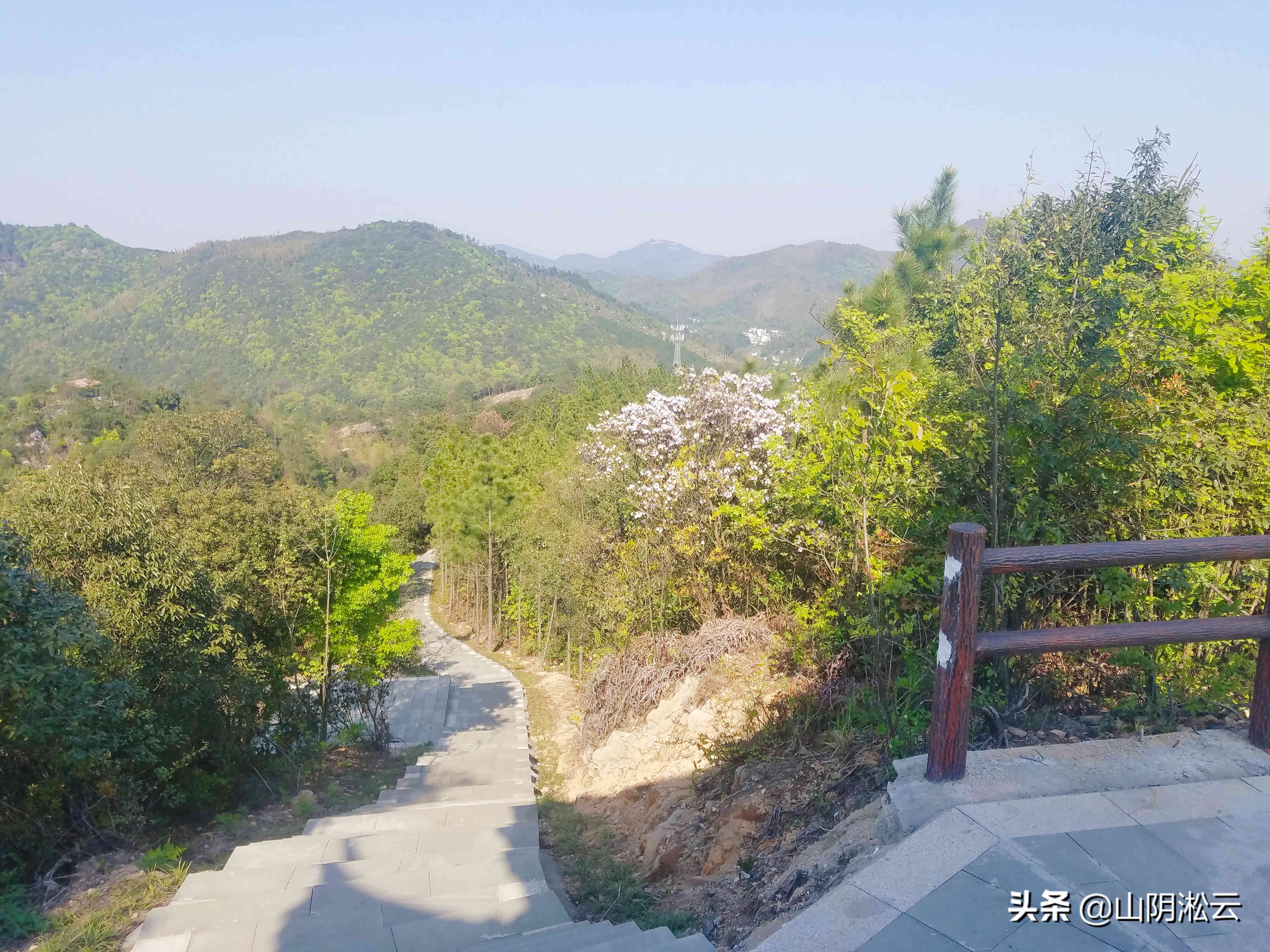 900岁古树见证，从岳飞的抗金沙场到美不胜收的杜鹃花谷