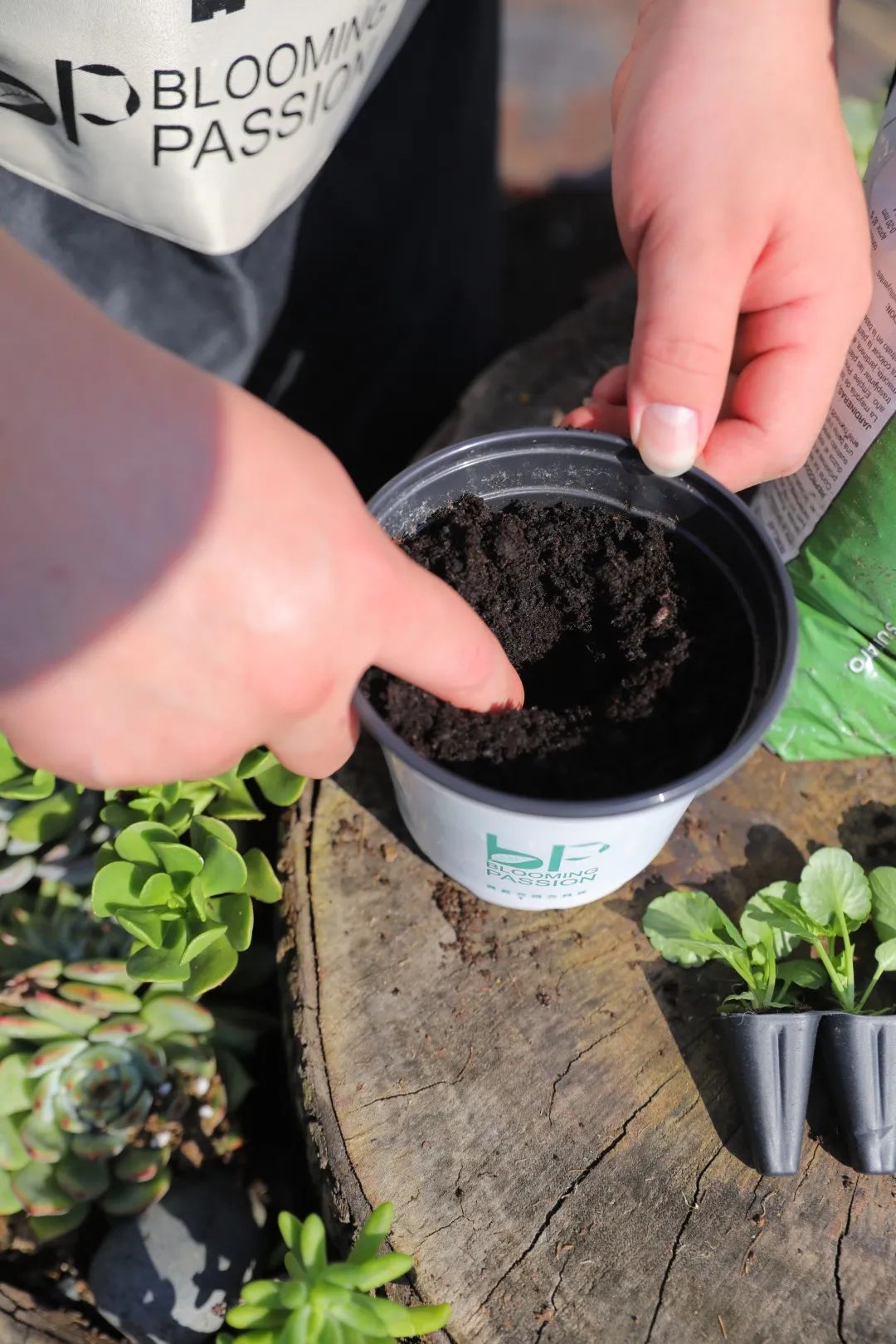 刚栽培的小苗怎样养护,小苗养护注意事项图解