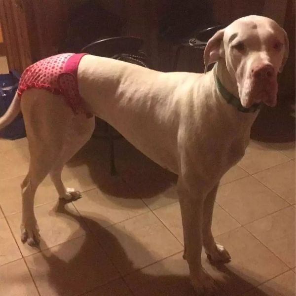 狗狗生理期突然来袭，铲屎官动手DIY，真是不给汪留一点情面