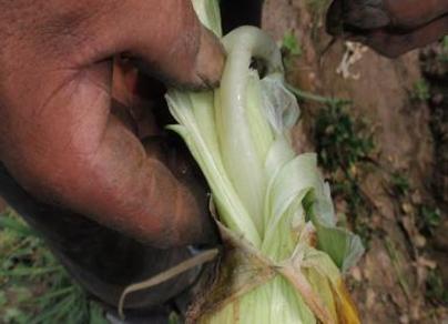 洋葱病害防治药套装,洋葱常见病害图谱