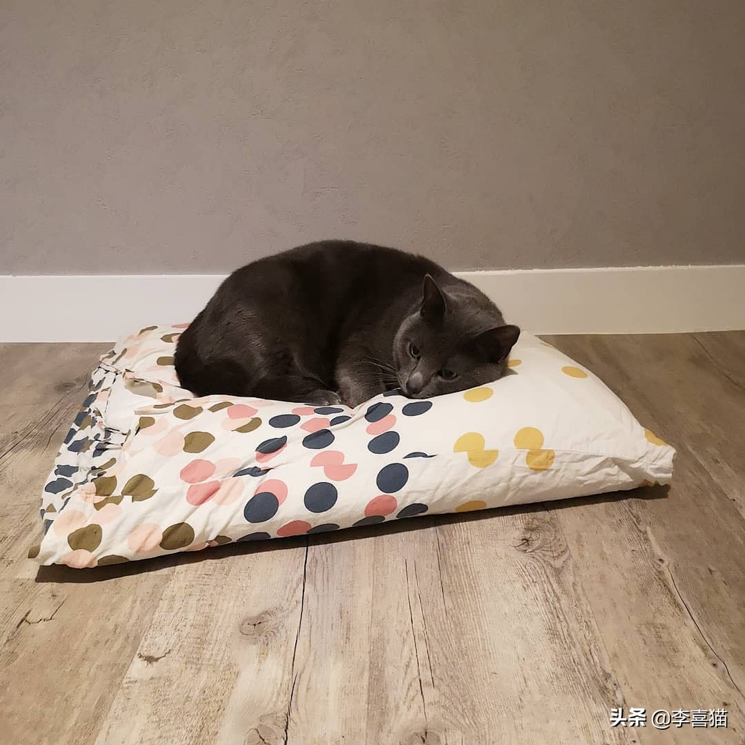 辟谣猫咪并非黑夜都能看得清,猫咪流泪跟猫粮有关吗