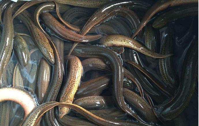 为什么小时候养的黄鳝找不到了,以前的黄鳝找到了吗