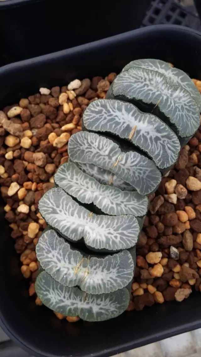 多肉植物好养又容易开花,长相怪异的9种多肉植物