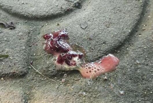 养鸡常识鸡粪是黄色的是什么病,观察鸡粪怎么判断鸡病