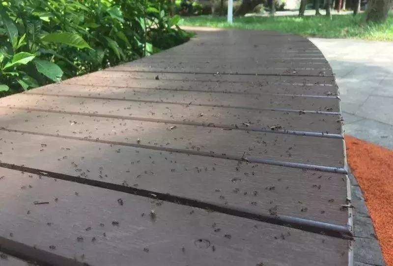 广西红火蚁咬伤事件,红火蚁入侵防城港市