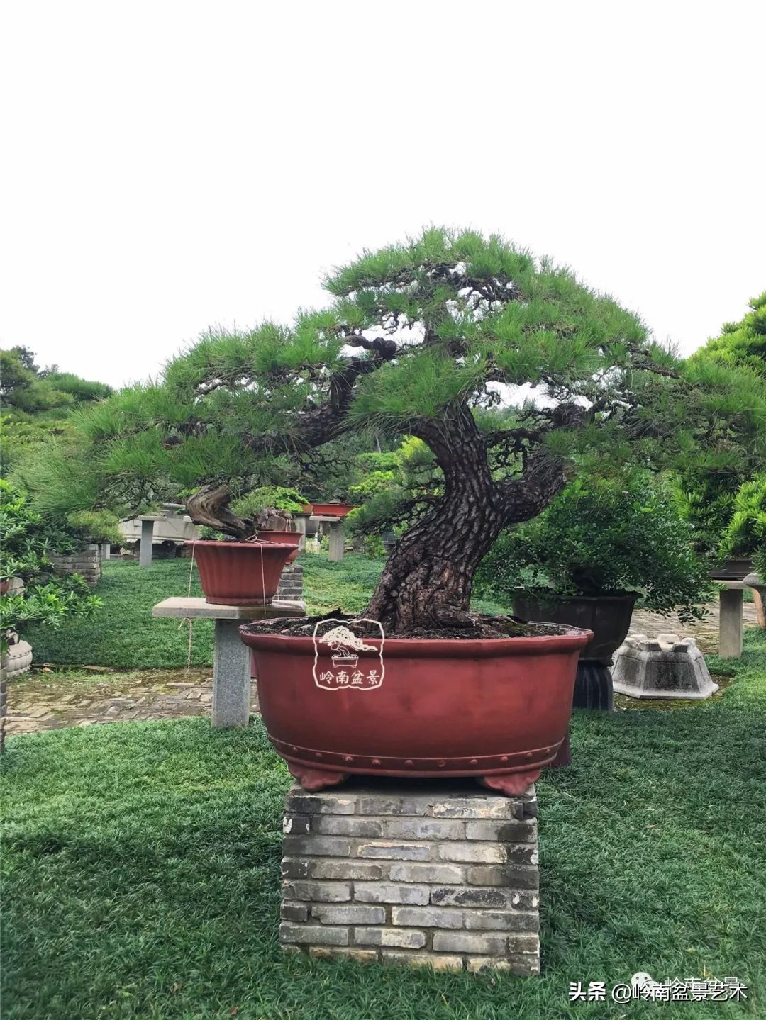 室内十大盆景名贵树种排名,十大盆景名贵树种排名火棘