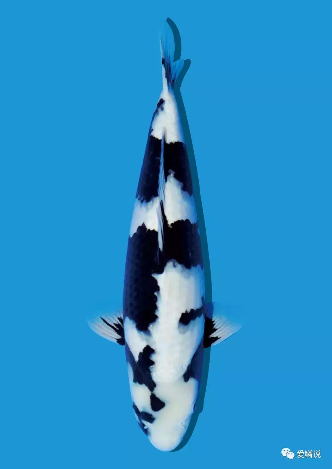 敲黑板今年开学第一课重点讲啥,敲黑板划重点这些机会不容忽视