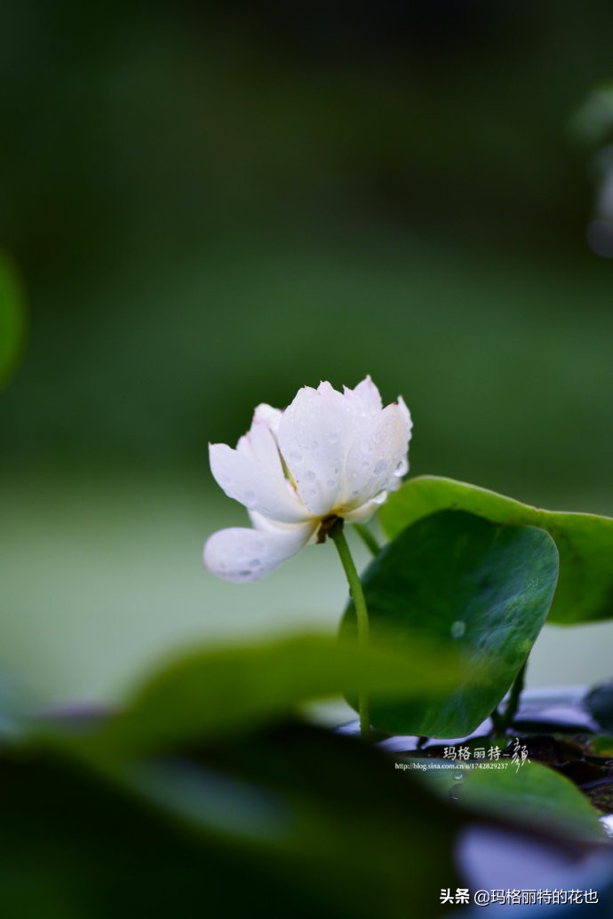 种碗莲要注意的几点,碗莲需要重复种植吗