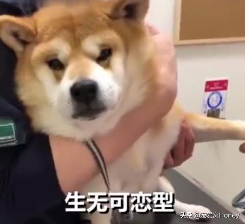 主人被狗吓到,主人被吓到了狗狗什么反应