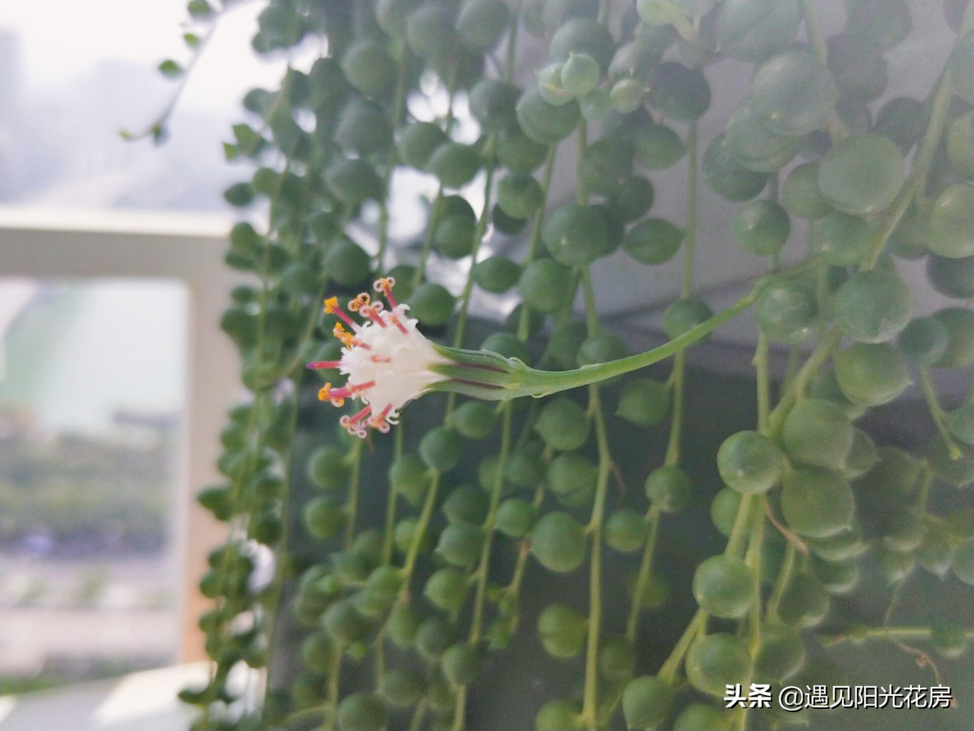 佛珠干瘪但是开花如何养,方形盆养佛珠