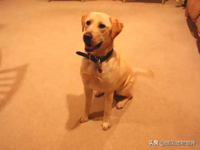 拉布拉多犬训练大小便,拉布拉多拉尿训练方法