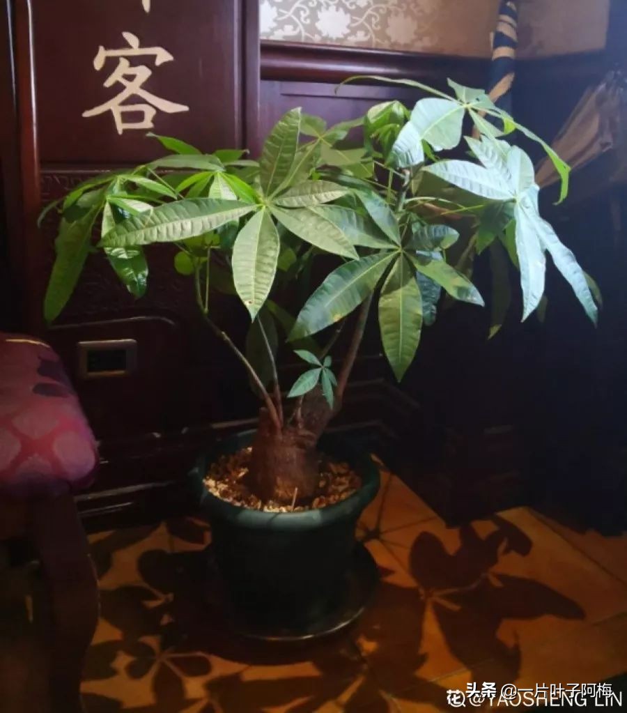 5个植物最招财,能开花又好养的植物又有寓意