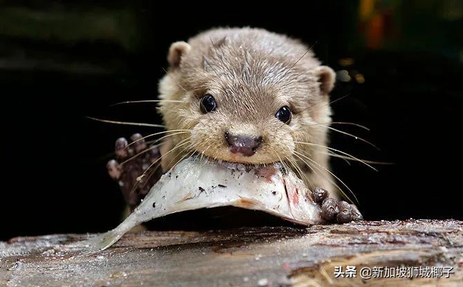 新加坡国庆节怎么玩,新加坡国庆节活动