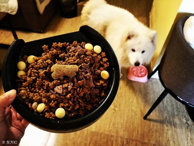 狗狗挑食怎么办教你四招轻松解决,狗狗挑食最佳治疗方法