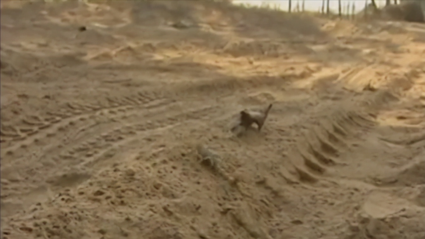 毒蝎进村的真实事件,毒蝎进村的真实原因