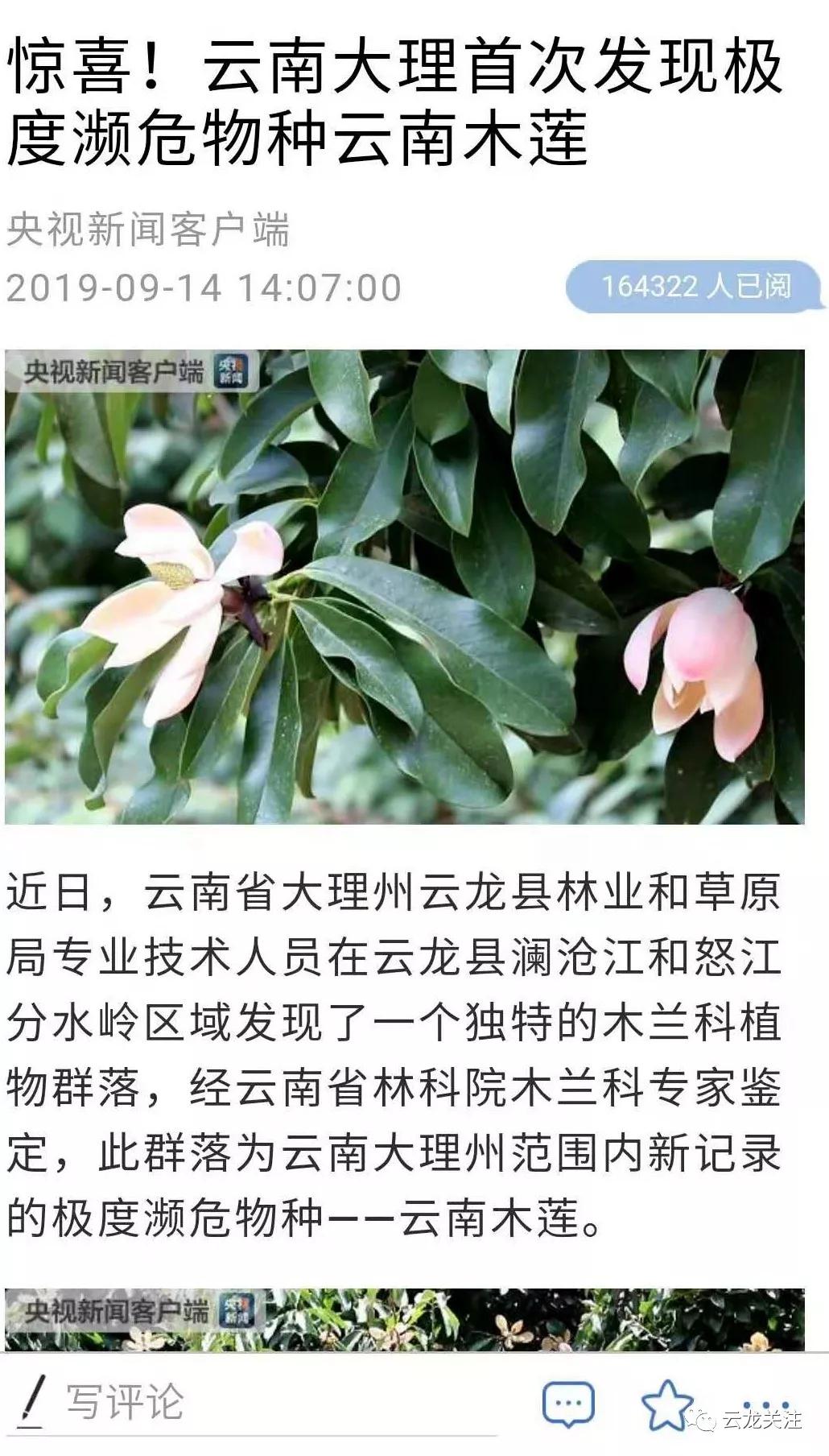 大理云龙上央视啦！这次因为漾濞槭