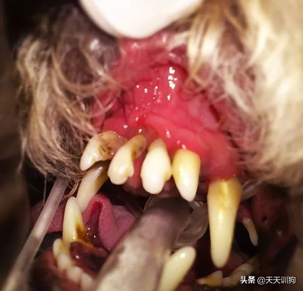 狗狗刚洗完澡还是有体味怎么办,打完疫苗第一针狗狗突然体味很重