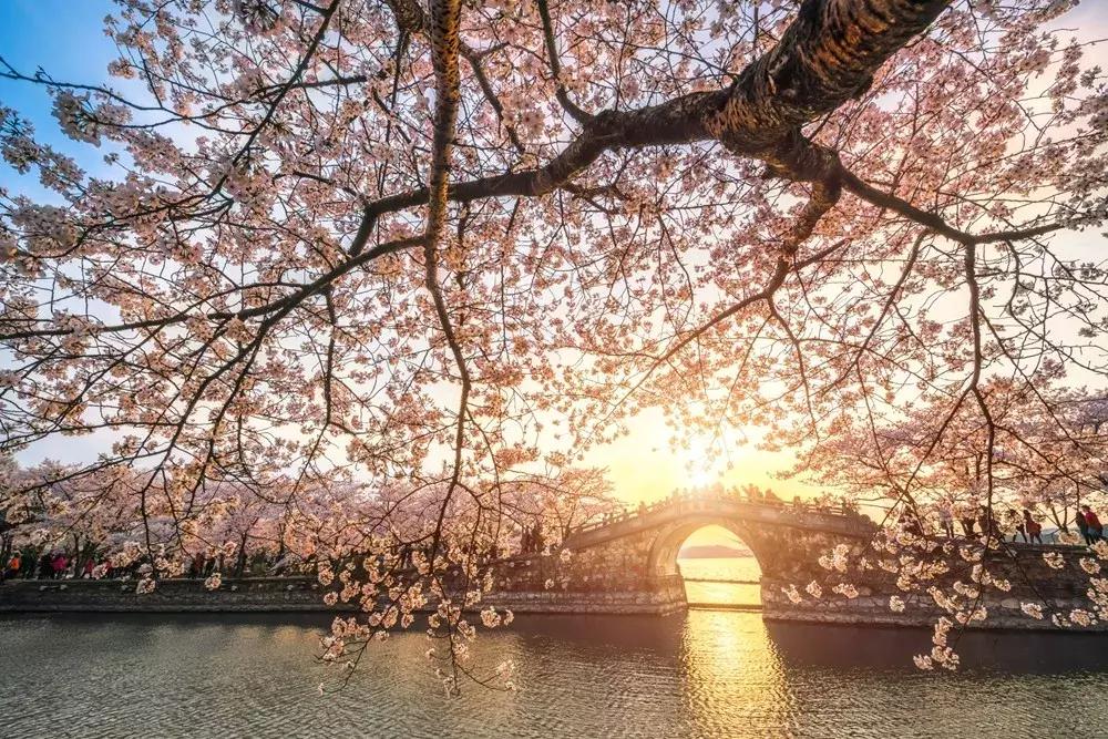 染井吉野樱花江浙沪,染井吉野樱花期10天