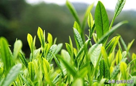 幽默笑话大全笑到肚子疼小朋友,幽默笑话大全笑到肚子疼孩子