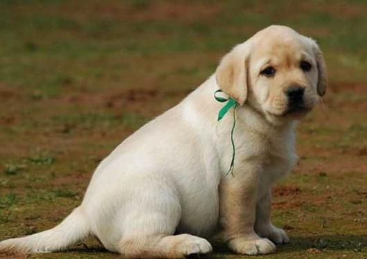 拉布拉多犬吃什么狗粮比较好,拉布拉多犬狗粮一次喂多少