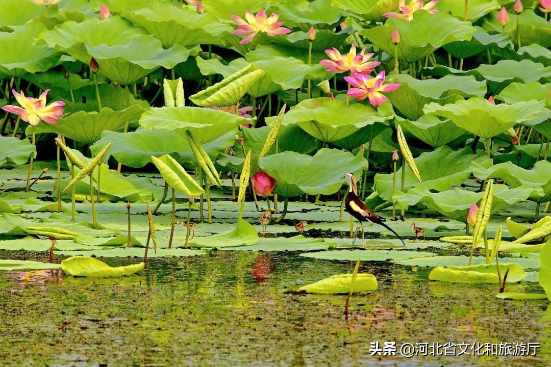 动听河北|这片湖被称作“东亚蓝宝石”，竟是禹王治水留下的“禹迹”！