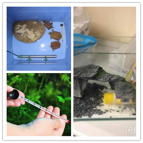 天台养龟如何解决高温问题,新手一定要知道的养龟技巧