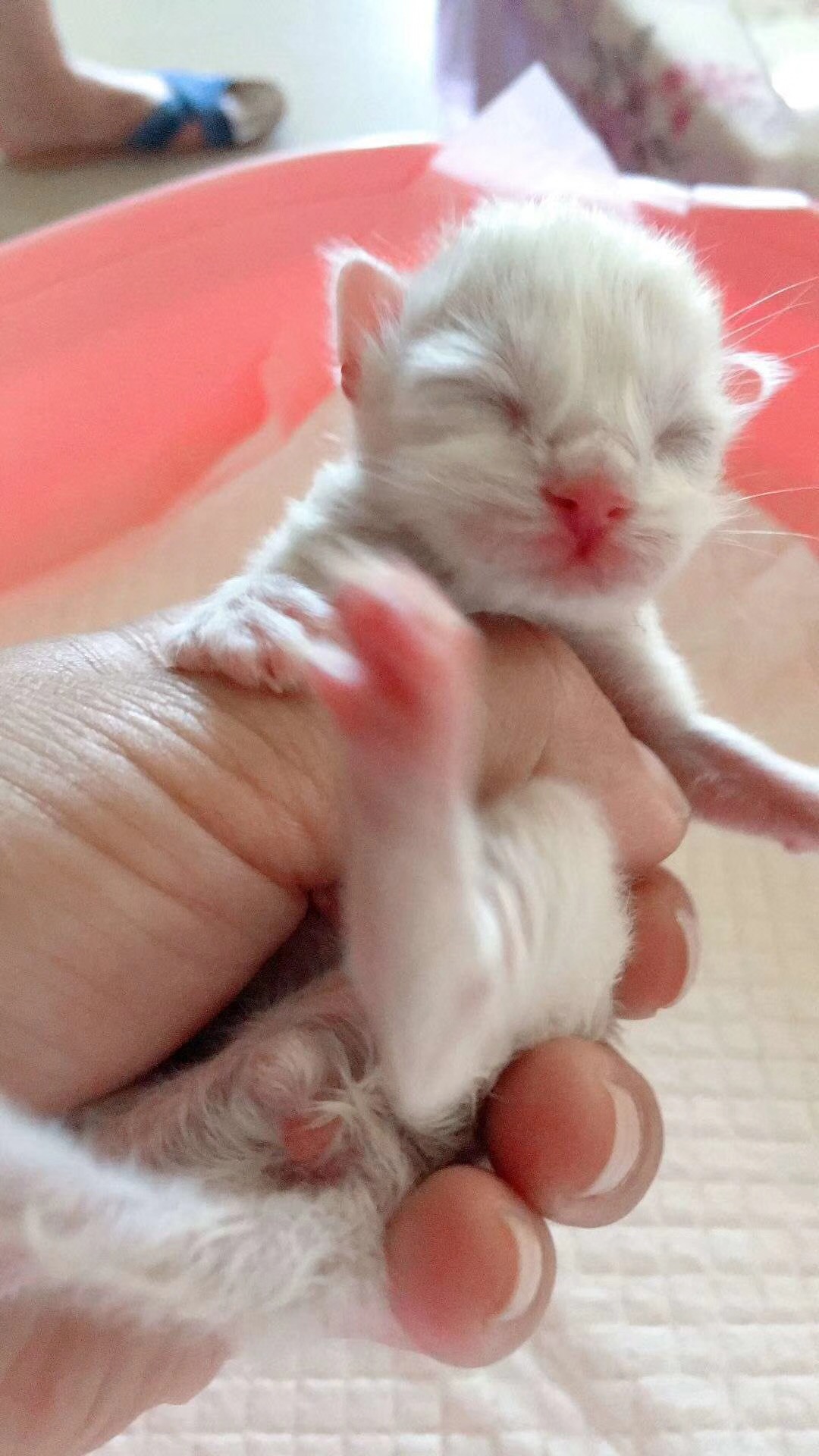 猫咪怀孕了有哪些表现,猫咪怀孕有什么症状表现