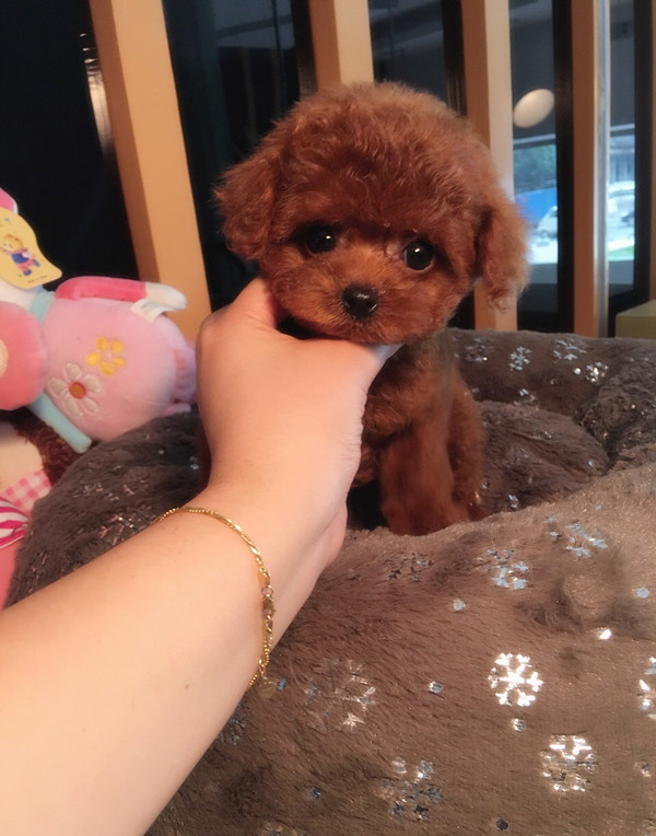 泰迪贵宾犬三个月有多大,贵宾犬和泰迪杂交的后代