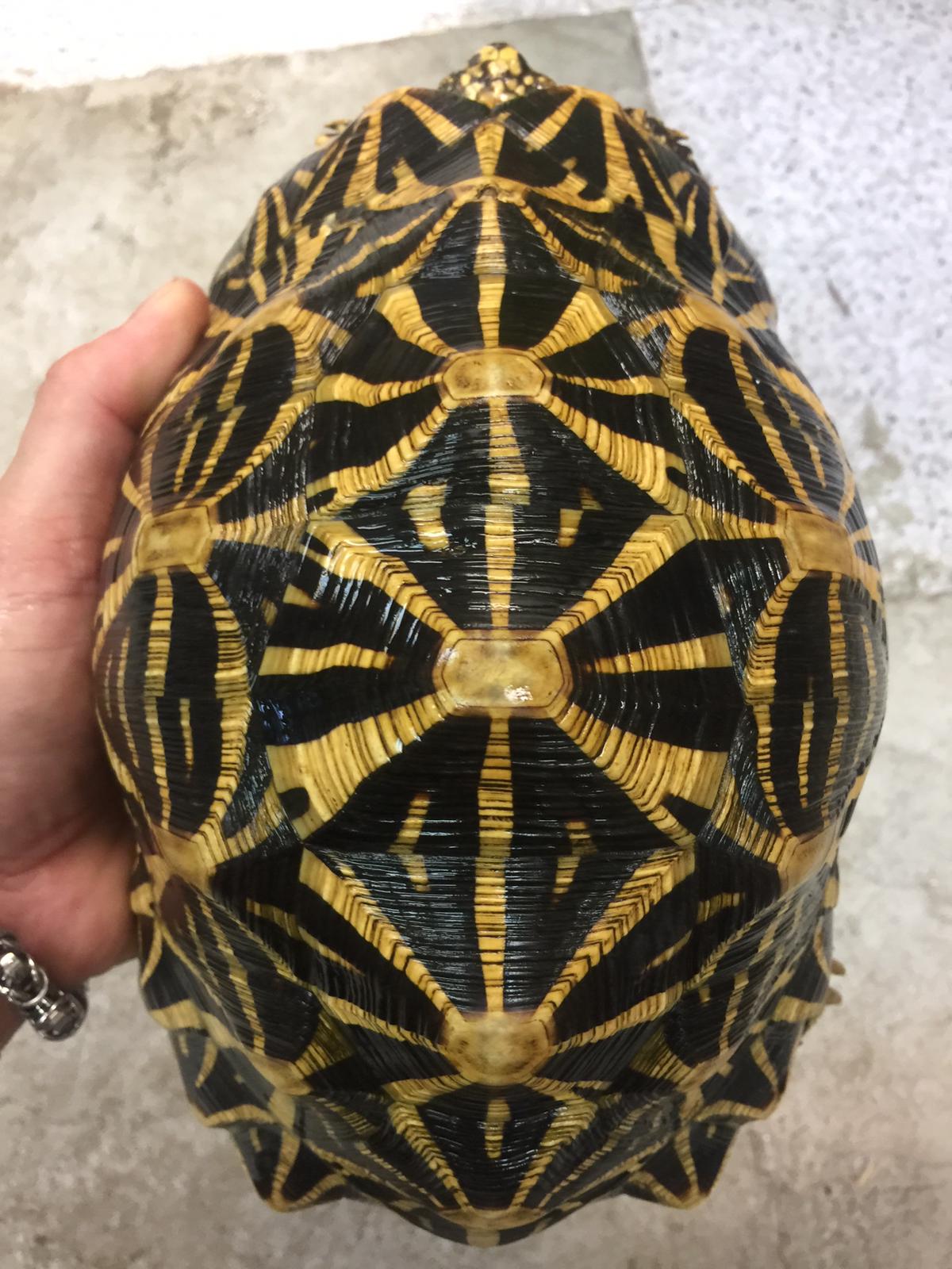 印度星陆龟能养吗,印度星陆龟如何养