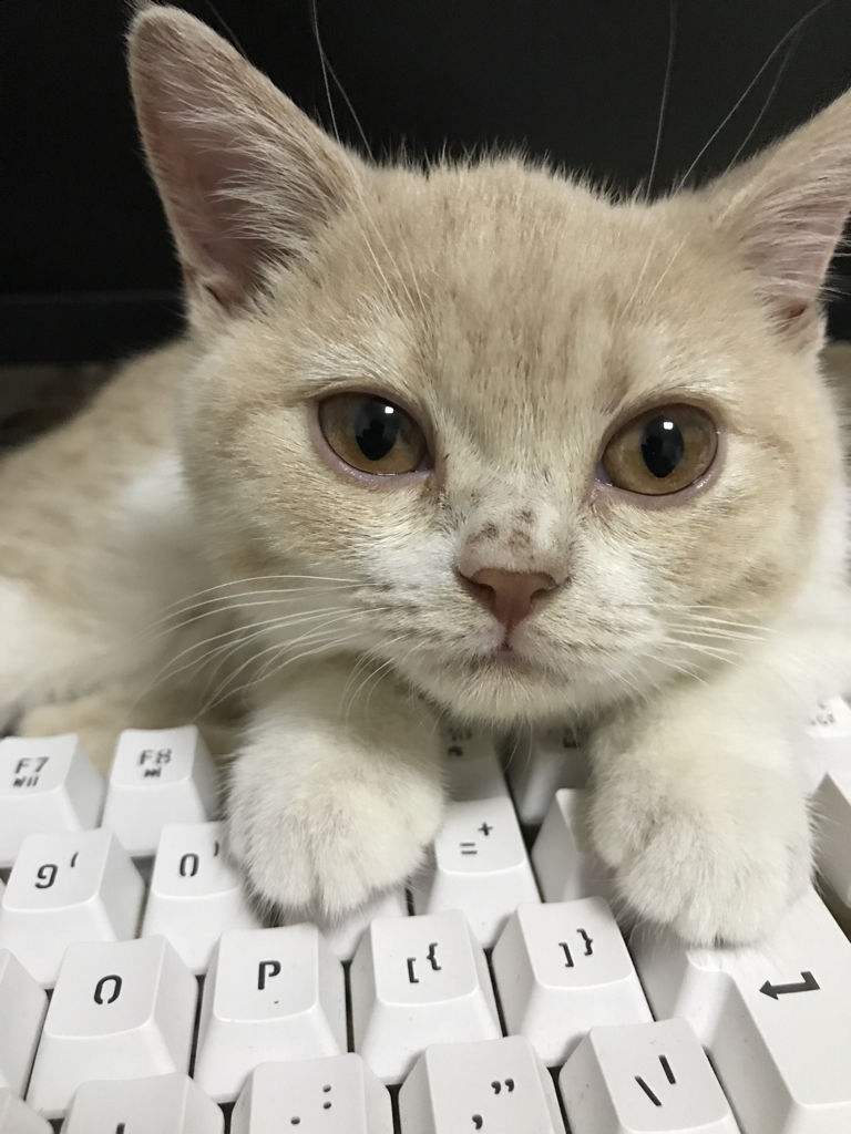 猫癣该怎么治疗能彻底,猫藓怎么样