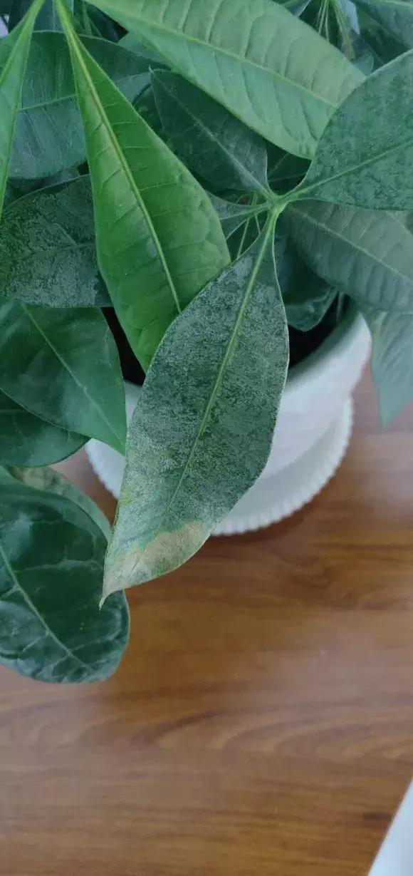 花积水了怎么补救,家里花多怎么浇水方便