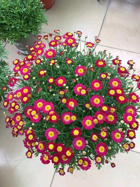 鐜涙牸涓界壒澶忓搴﹀,鐜涙牸涓界壒澶忓ぉ濡備綍搴﹀