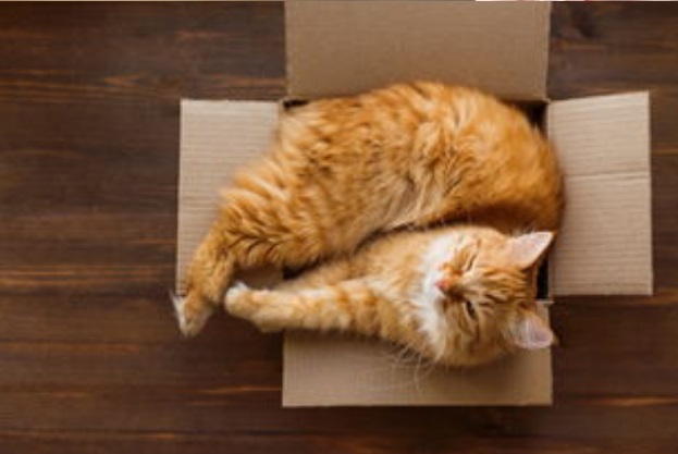 哪些航空能托运宠物猫和狗,可以带宠物的猫咪的航空公司