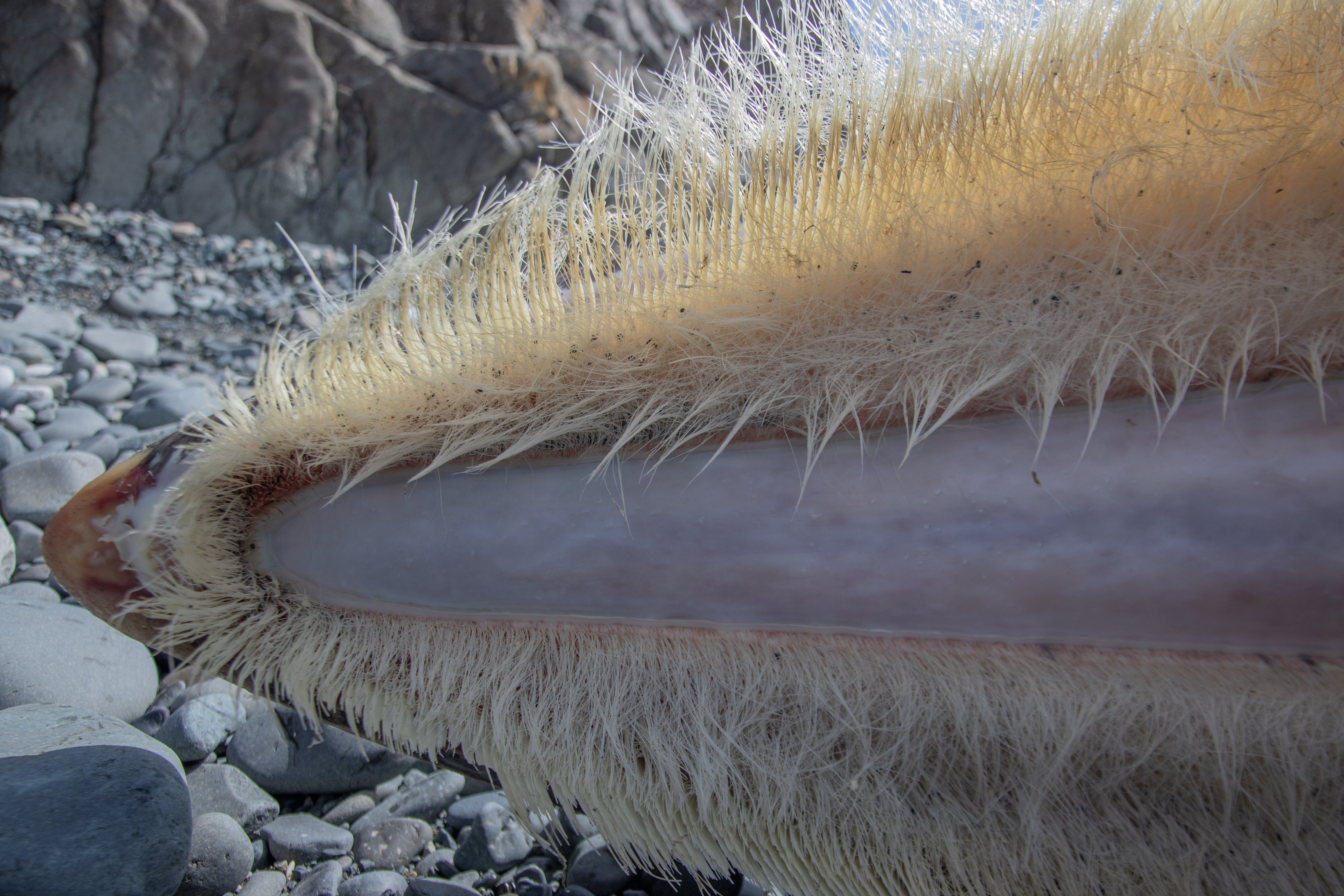 又是角蛋白，人类明明自己有，为什么对动物的角蛋白念念不忘？