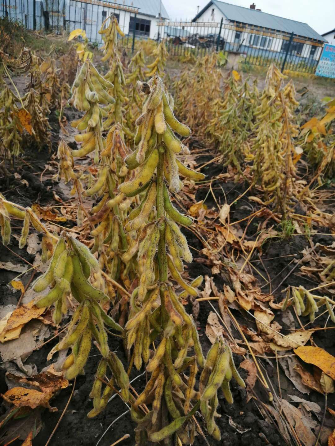 基层食用油零售价格上涨没进口大豆的黑龙江部分企业被迫停产
