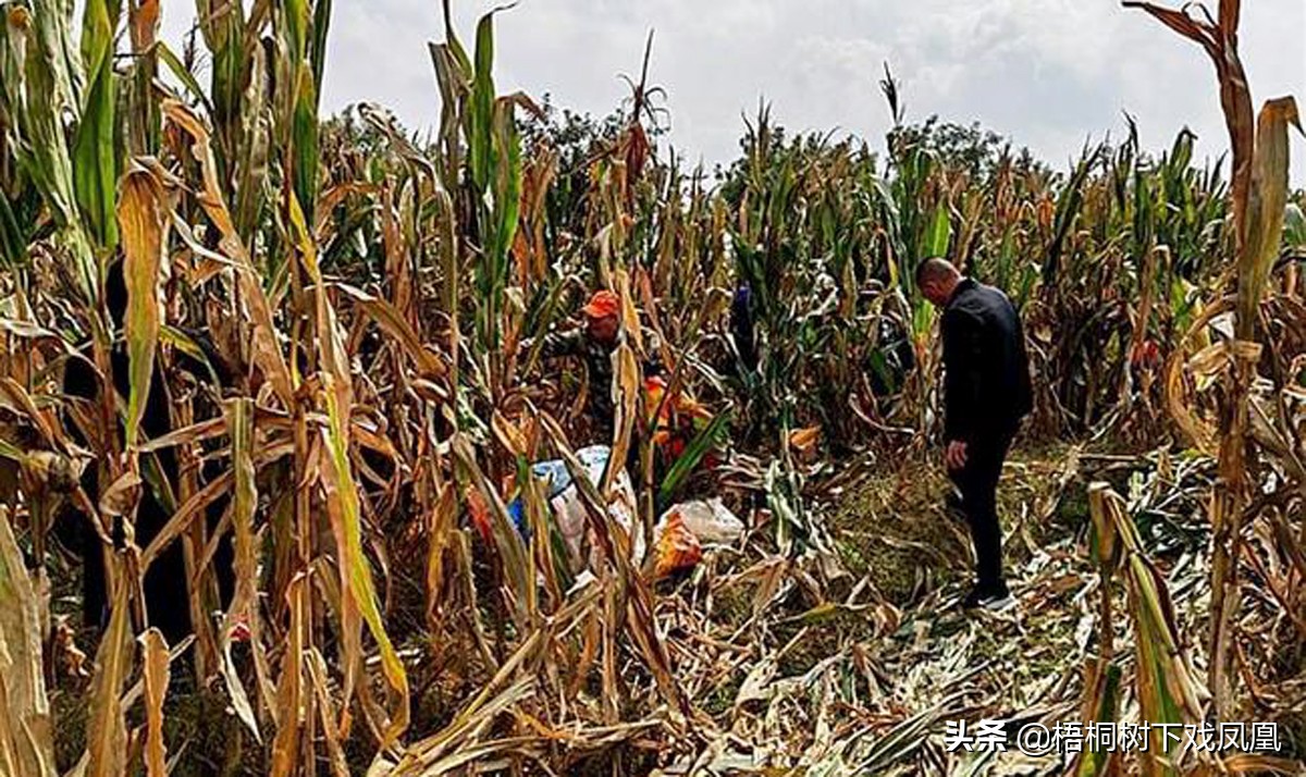 利用风水盗墓的高人,中国盗墓高手看风水挖坟
