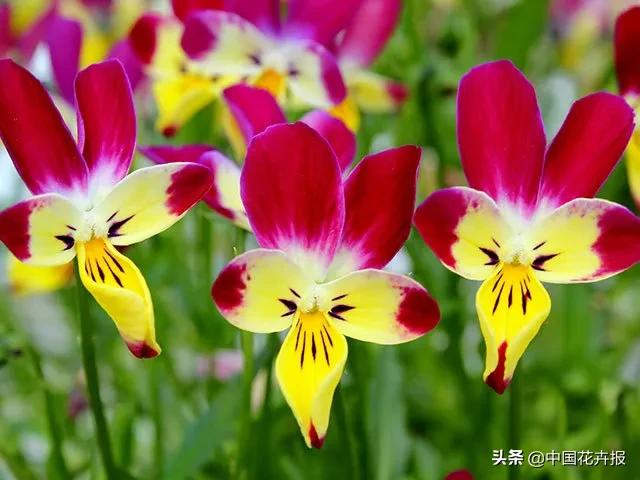 小兔子为什么有不同颜色的眼睛,为什么小兔子都那么可爱