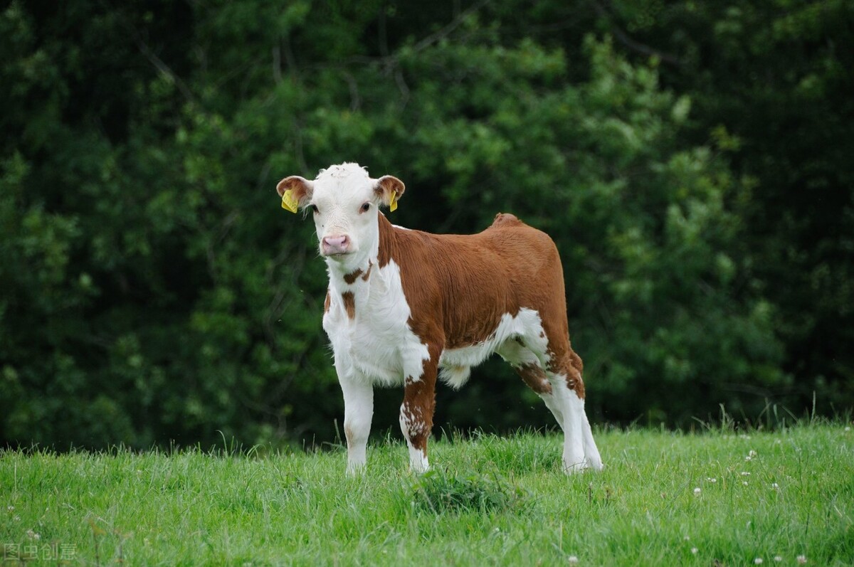 青年母牛最佳喂料方法和配方,母牛喂干料的正确方法