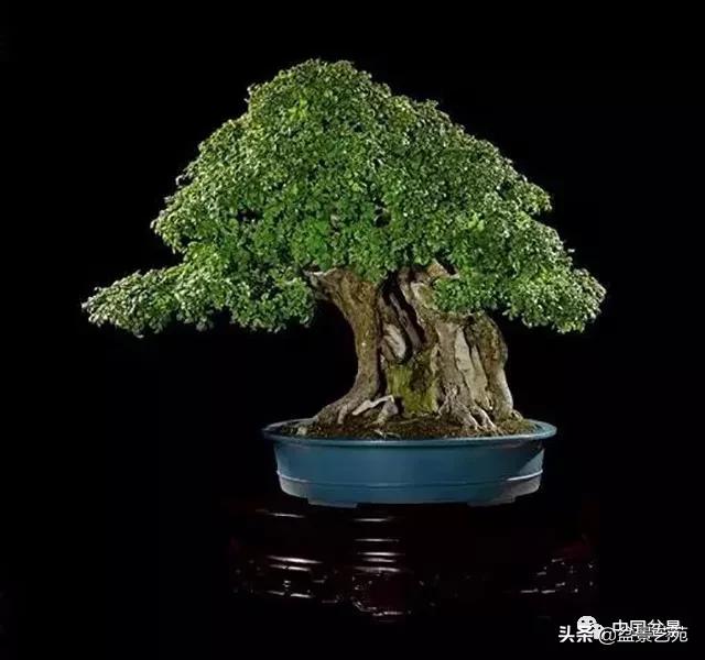 西泠印社砚台最高价拍卖记录,杭州西泠拍卖盆景